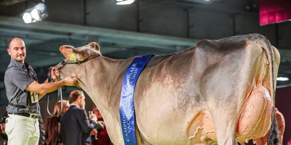 Noel-Tochter Miriam, Championkuh bei der Schau von Anarb in Verona.