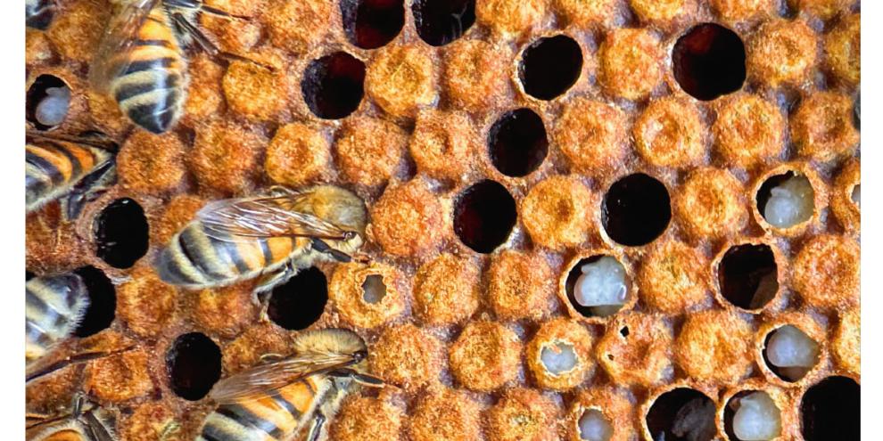 Titelbild Sonderheft