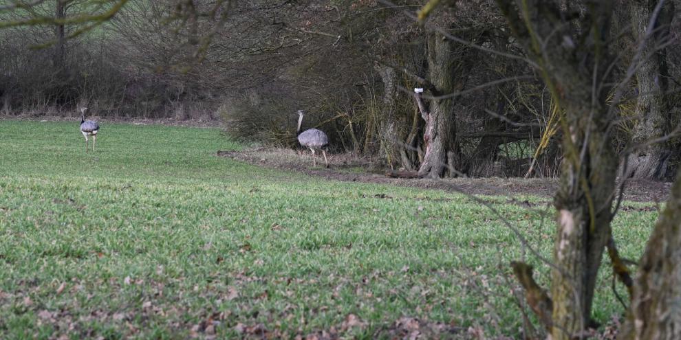 Sollten Nandus in Mecklenburg-Vorpommern noch bejagt werden? Damit beschäftigt sich aktuell Mecklenburg-Vorpommern.