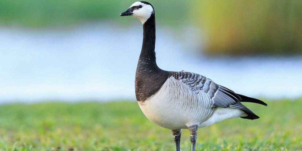 Schleswig-Holstein will die Nonnengans regulär bejagen.