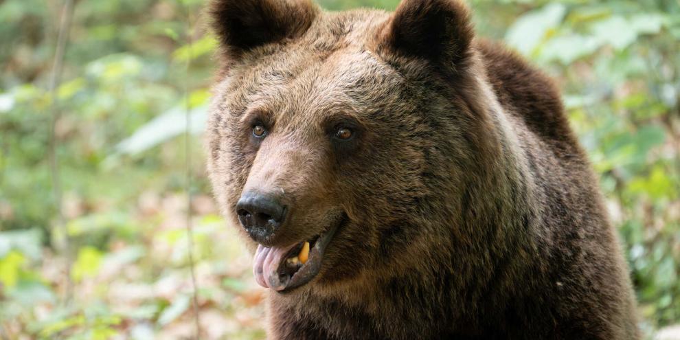 Eine 58-jährige Frau starb nach einem Bärenangriff.