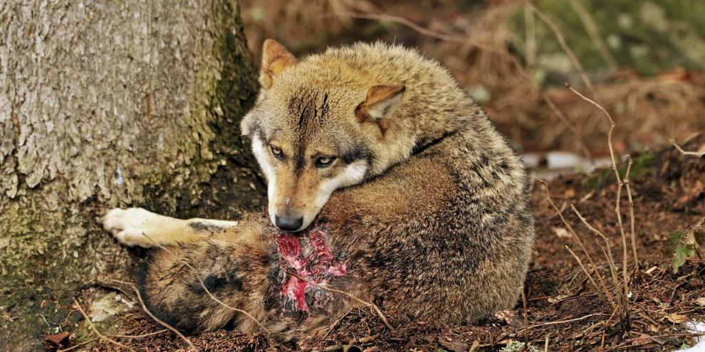 Wie reagiert ein kranker Wolf auf ein Nachsuchengespann?