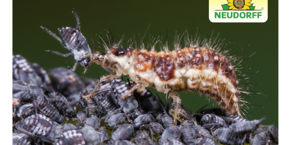 Kleine Helfer, große Wirkung: Nützlinge gegen Schädlinge