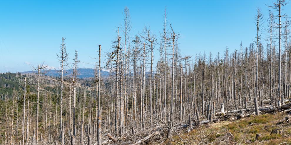 Europas Fichten sind im Klimawandel weiterhin besonders gefährdet.