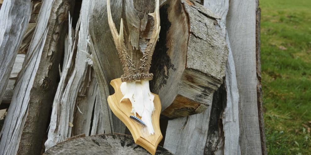 Die Trophäe meines ersten Bocks halte ich in Ehren. Die Feder eines Eichelhähers fand ich beim Aufbrechen neben dem Stück.