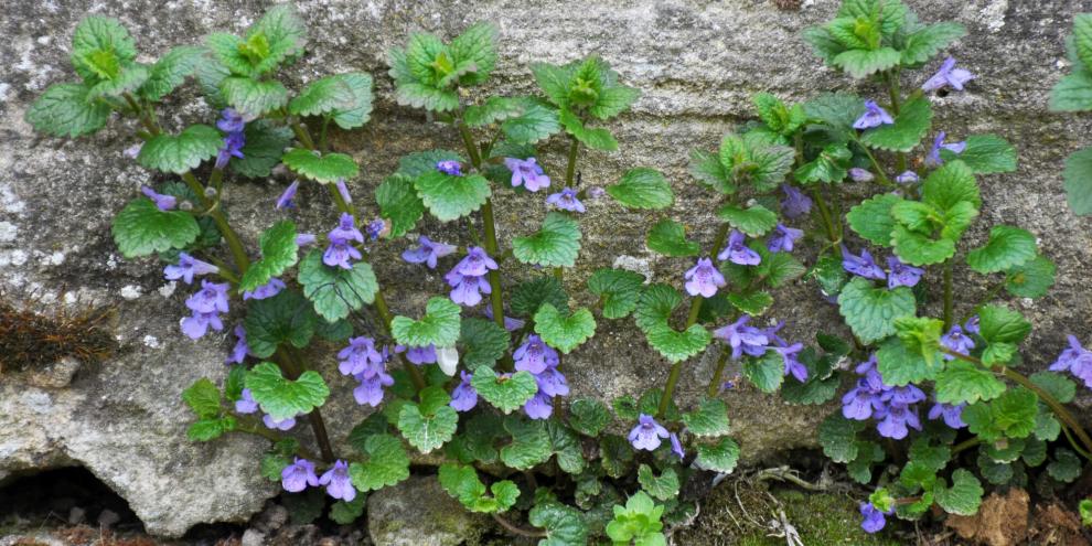 Die blauvioletten Blüten des Gundermanns enthalten viel Nektar für Bienen und Schmetterlinge.