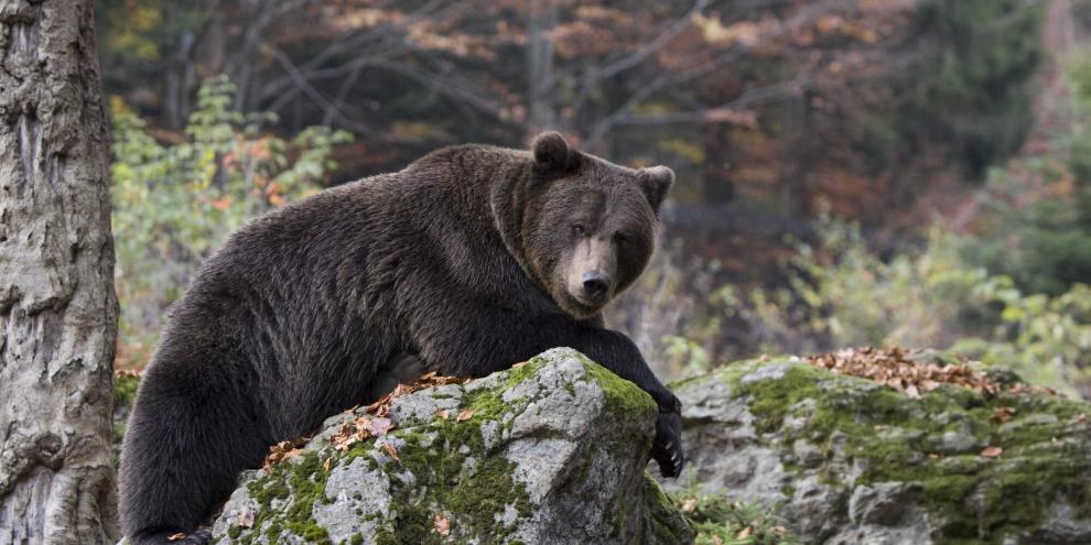 Beinahe tödlich endete ein Zusammentreffen von Radfahrer und Bär in Estland.