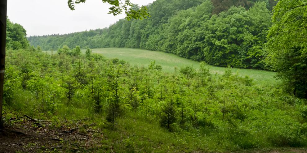 Ein Wald, der sich selbst gesät hat und nie bewirtschaftet wurde, kann ein rein privater Besitz sein.
