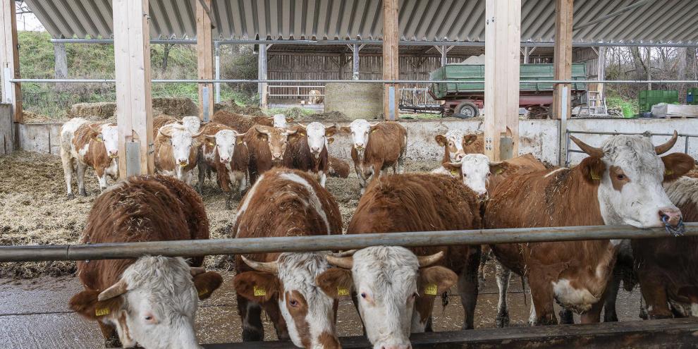Fleckviehrinder in einem Tretmiststall am Futterbarren