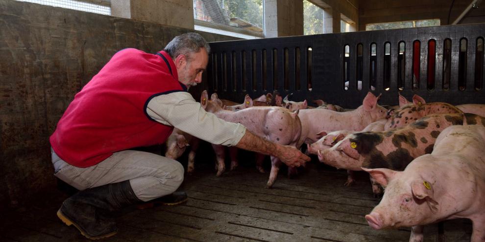 Schweinehalter-Schweine_AdobeStock_252898242