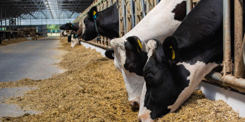 Worauf es am Futtertisch ankommt: eine glatte, hygienische Oberfläche, ausreichende Breite der Fresszone und robuste Materialien für den täglichen Einsatz (Symbolbild).