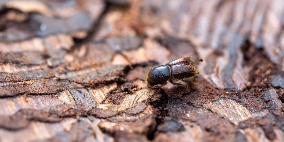 Bevor die Borkenkäfer demnächst ausfliegen, müssen jetzt noch schnell Resthölzer und Käferbäume aufgearbeitet werden.