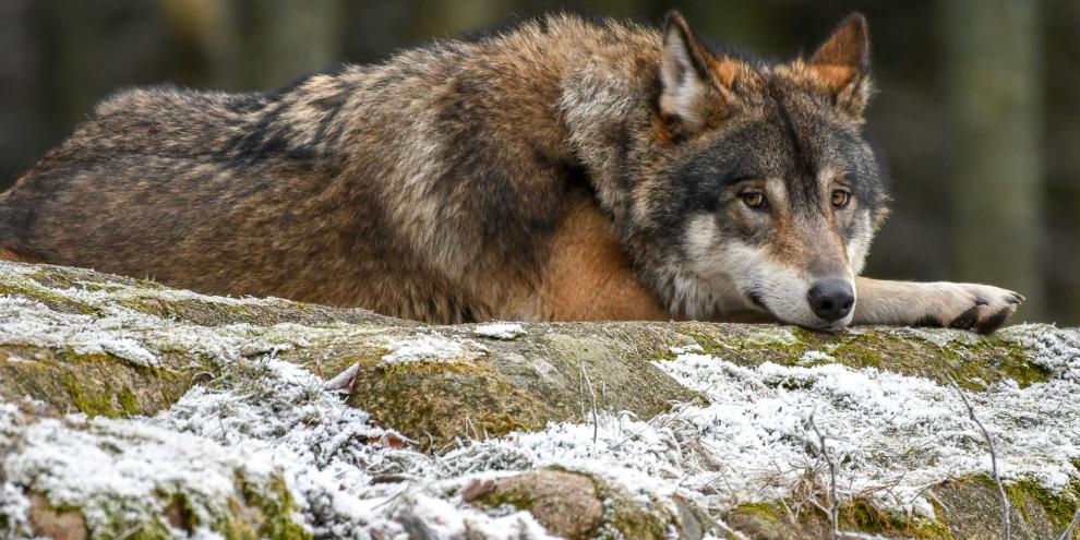 Das Land Kärnten hat nun Zahlen zum Thema Wolf veröffentlicht.