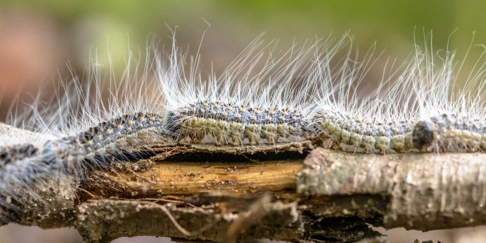 In Reih und Glied erobern Raupen des Eichenprozessionsspinners vornehmlich Eichen. Ihre anfangs langen Haare sind noch nicht giftig. Erst ab der dritten Häutung verwandeln sie sich in Brennhaare.