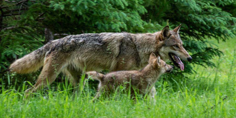 In der Rhön hat es Wolfsnachwuchs gegeben. Besonders eine Sache daran ist brisant.