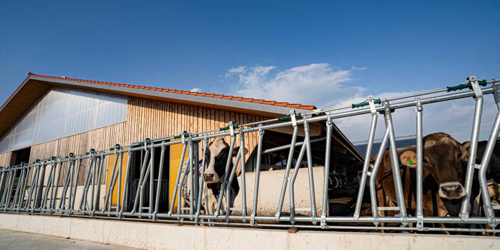 Die Genehmigung von Rinder-, Geflügel- oder Schweineställe sollen nicht mehr an fixe tierwohlgerechtere Haltungsstufen gekoppelt sein.