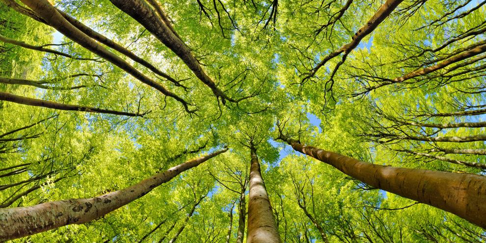 Künftige Wälder werden sehr viel laubholzreicher werden. Für dieses Holz fehlt derzeit noch der Markt.
