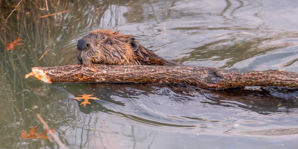 In Sachsen-Anhalt hat sich der Biber vor allem entlang der Elbe ausgebreitet.