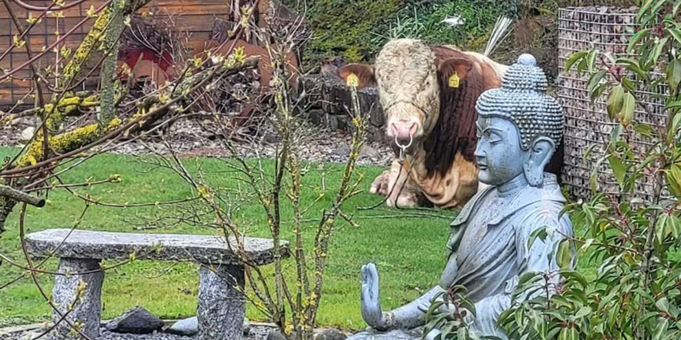 Ein entlaufener Jungbulle zeigt sich unbeeindruckt von Einsatzkräften und macht es sich kurzerhand im Garten gemütlich.