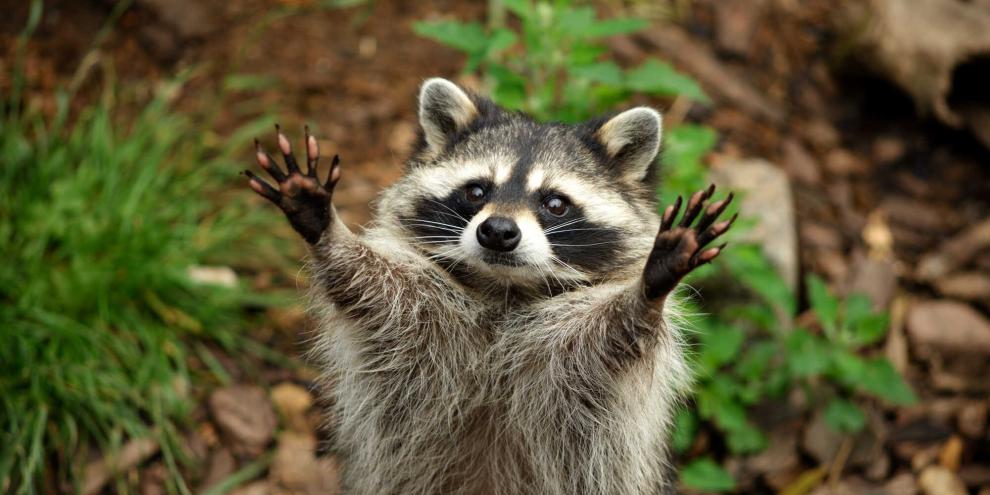 In Wiesbaden musste die Feuerwehr zu einem ungewöhnlichen Waschbärrettungseinsatz ausrücken (Symbolbild).