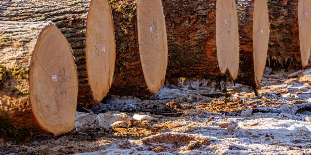 Die Eichen in Arnstein erzielten durchschnittlich 1.078 €/Fm.