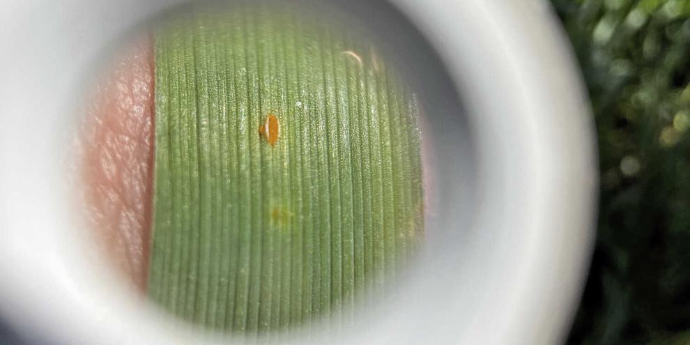 Sporuliernde Braunrostpustel unter einer Lupe