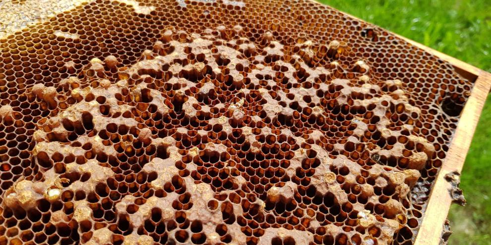 Die buckeligen Zelldeckel und das unregelmäßige Brutbild sind ein deutliches Zeichen für drohnenbrütige Völker.