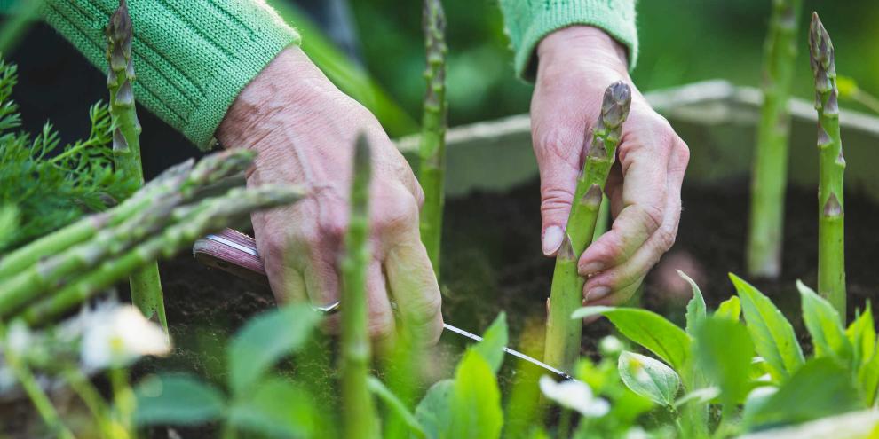 Grünspargel wird im Hochbeet geerntet.