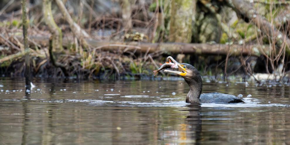 In Thüringen haben Jäger mehr Freiheit bei der Kormoranjagd erhalten.
