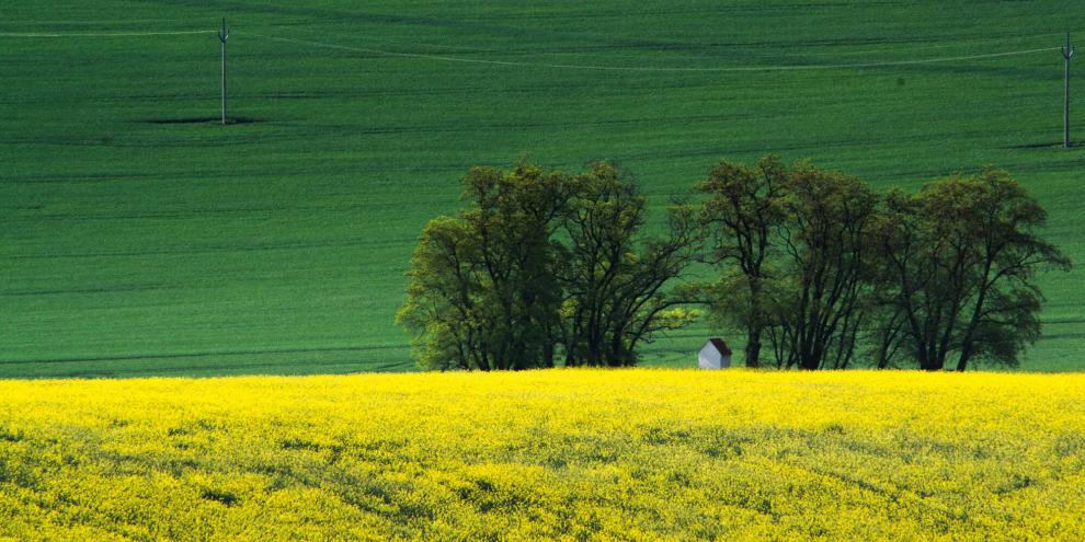 Rapsfelder-AdobeStock_189236348