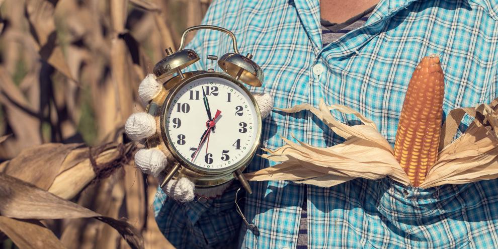 Farmer mit Uhr im Maisfeld
