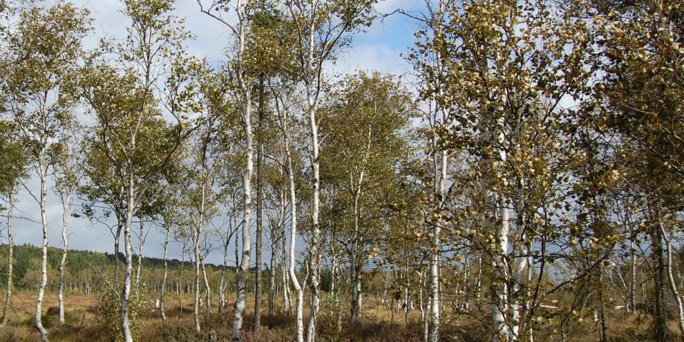 Ein lockerer Bewuchs von Moorbirken wie im nahe gelegenen Naturschutzgebiet Mecklenbruch streben die Wissenschaftler und Fördert auch im Wildenkiel an.