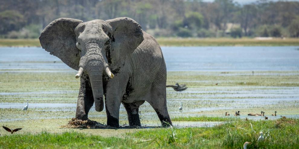 In Gabun trampelten Elefanten einen US-amerikanischen Jäger und Millionär tot (Symbolbild).