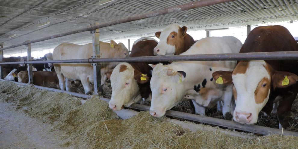 Bullenmast-2023_05_08_rue_0408