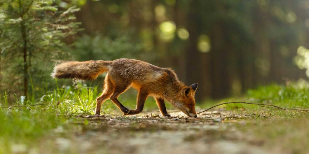 Die vermeintlichen Giftköder stellten sich als Futter für Füchse heraus.