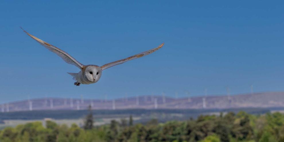 Eulen sind für ihren nahezu lautlosen Flug bekannt. Dieser ist auf die feinen Zacken an ihren Flügeln zurückzuführen. Genau dieses Prinzip setzt ein Start-up bei Windrädern ein.