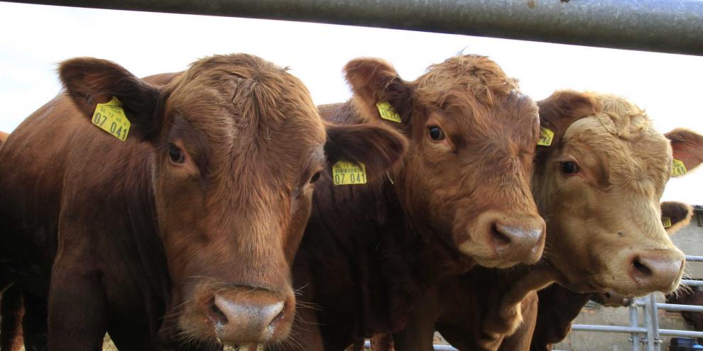 Jungbullen-Preis-2012_09_19_rue_0336