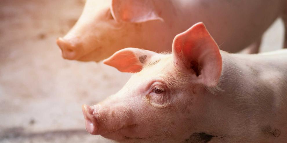 Etwa 30.000 Schweine werden bei Porky gezüchtet und gehalten.