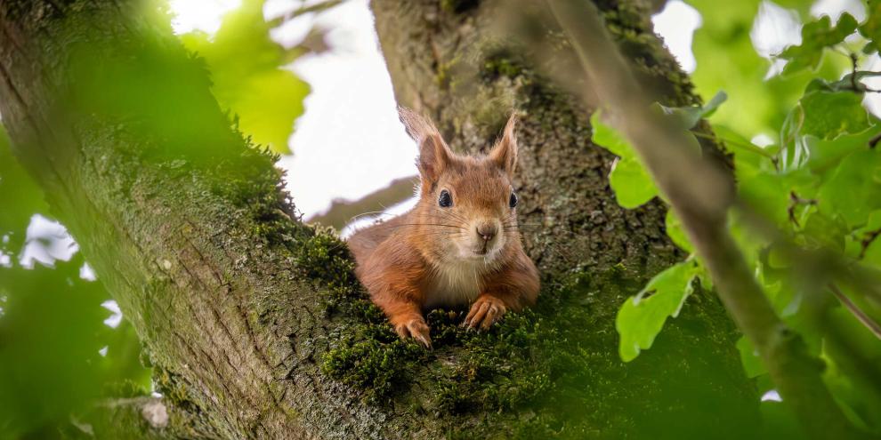 Eichhörnchen sind putzig, gern gesehen und werden manchmal, eher versehentlich, zu kleinen Baumpflanzern.