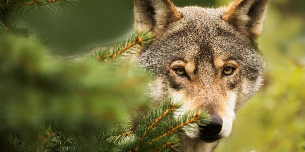 Bereits am Wochenende bewegte sich der Wolf immer weiter in die Stadt Hamburg hinein statt wieder hinaus.