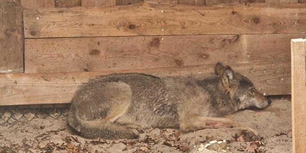 Der Wolf hat einige oberflächliche Verletzungen bei seinem Ausflug in die Großstadt erlitten.