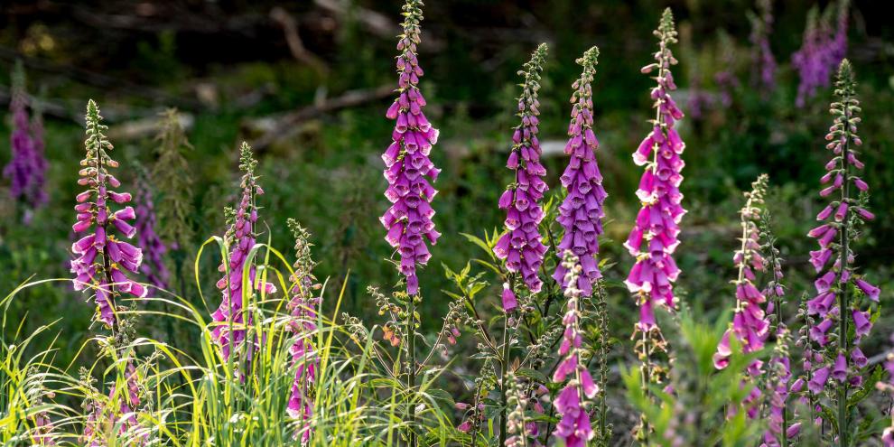 Roter Fingerhut, der in einem halbschattigen Beet wächststen.