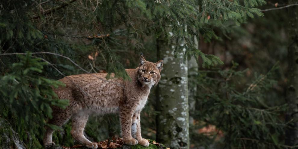 Aus Baden-Württemberg wanderte ein Luchs in die Schweiz (Symbolbild).