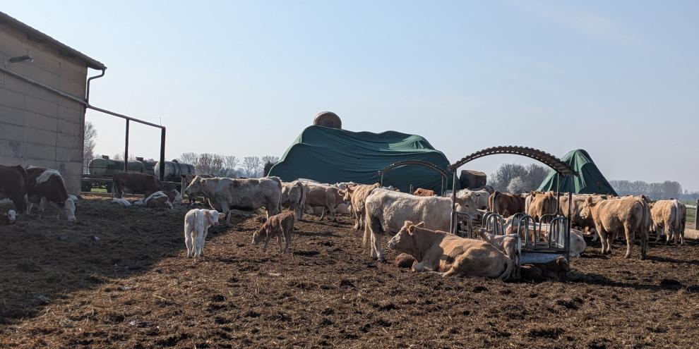 Kuhstall mit Kälbern