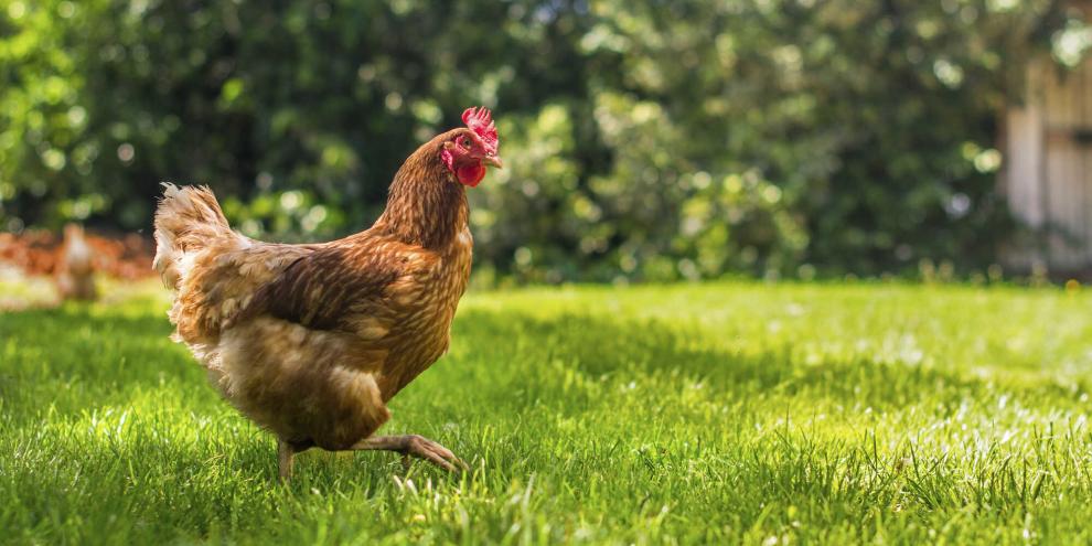 Bereits ab dem ersten gehaltenen Huhn ist die Impfung gegen die Newcastle Disease gesetzlich vorgeschrieben.