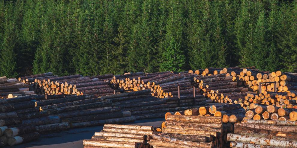 Sägewerk-Bäume-Wald-AdobeStock_516050037