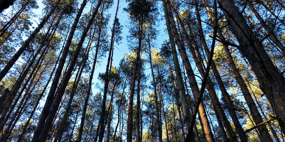 In Brandenburg dominiert die Kiefer. Das zeigt sich auch in der Holzeinschlagstatistik.