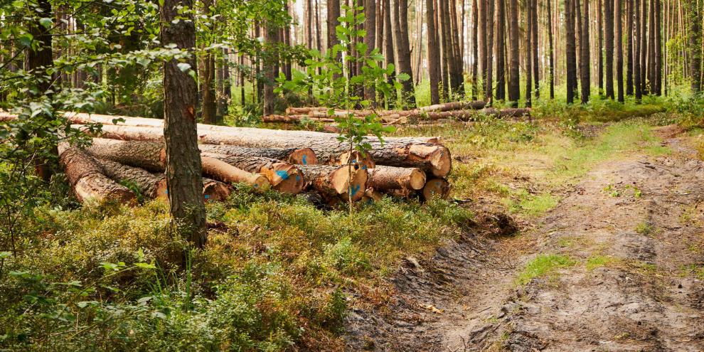 Waldstück-AdobeStock_632161988