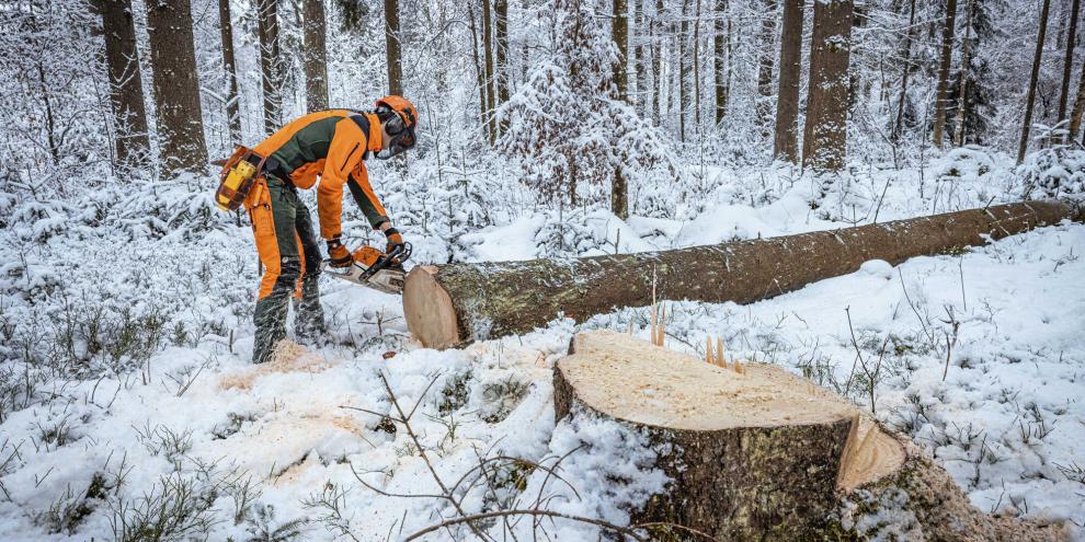Auch im Winter wird Käferholz aufgearbeitet, um mit einer möglichst niedrigen Ausgangspopulation ins Frühjahr zu kommen.