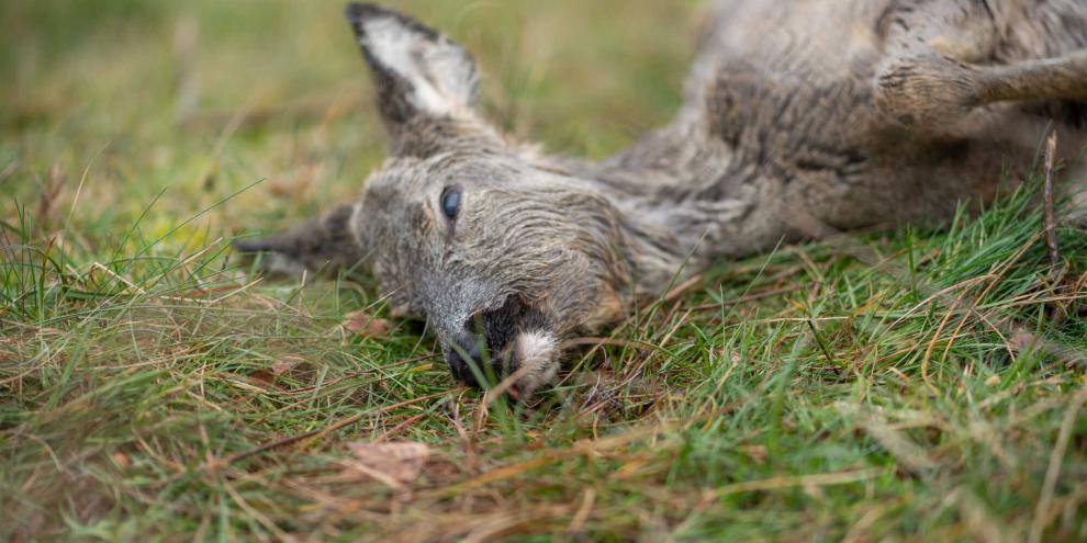 Der Jagdpächter fand das Stück bereits mit Verwesungszeichen (Symbolbild).